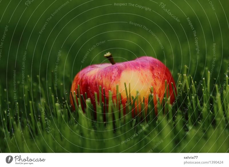 Apple in the green Food Fruit Nature Animal Earth Autumn Grass Foliage plant Meadow Illuminate Lie Fresh Healthy Delicious Positive Juicy Sweet Green Orange Red