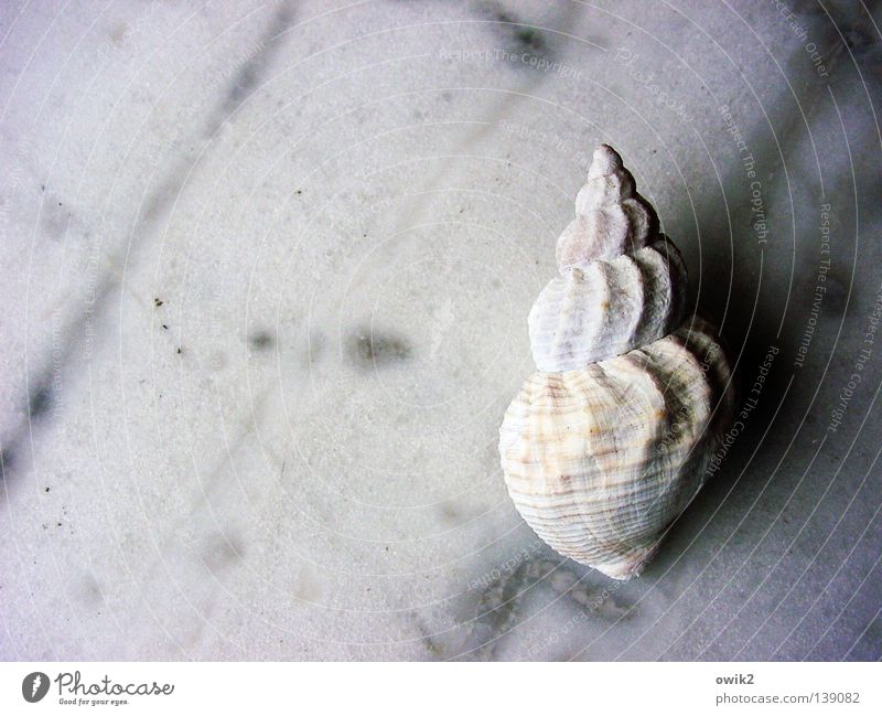 shore leave Seafood Flat (apartment) Nature Animal Fish Mussel Line White Serene Patient Calm Loneliness Arrangement Transience Snail shell Lime Empty Vacancy
