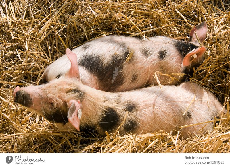 Colourful piglets from Bentheim in straw Agriculture Forestry Nature Animal Swine 2 Baby animal Growth Love of animals Responsibility Piglet