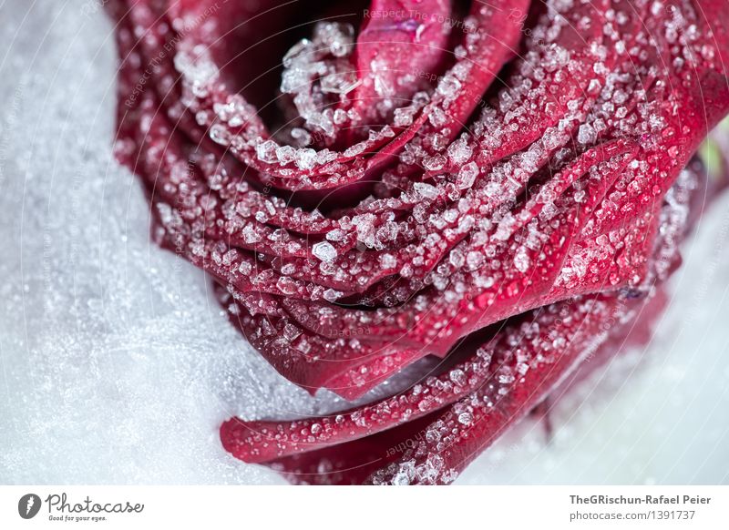 freezing Environment Nature Plant Red Black White Frozen Emotions Expire Ice Cold Callousness Snow Rose Love Heart Flower Rose leaves Colour photo Interior shot