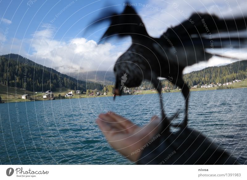 departure Grain Nutrition Hand Nature Water Sky Clouds Autumn Mountain Lake Davos Outskirts Lanes & trails Animal Bird Wing nutcracker 1 Eating Flying Feeding