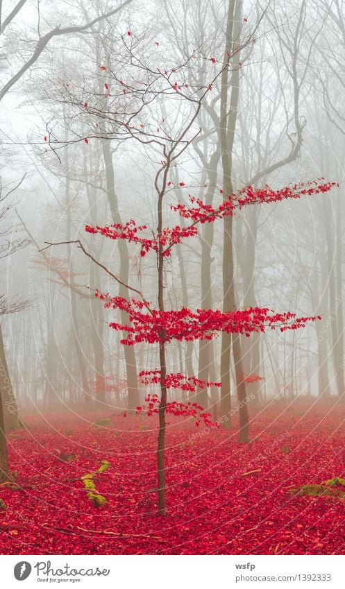 Magic forest in red and white Spring Autumn Fog Tree Leaf Forest Dream Red White Surrealism magic fantasy Enchanted forest Enchanted wood Mystic discoloured