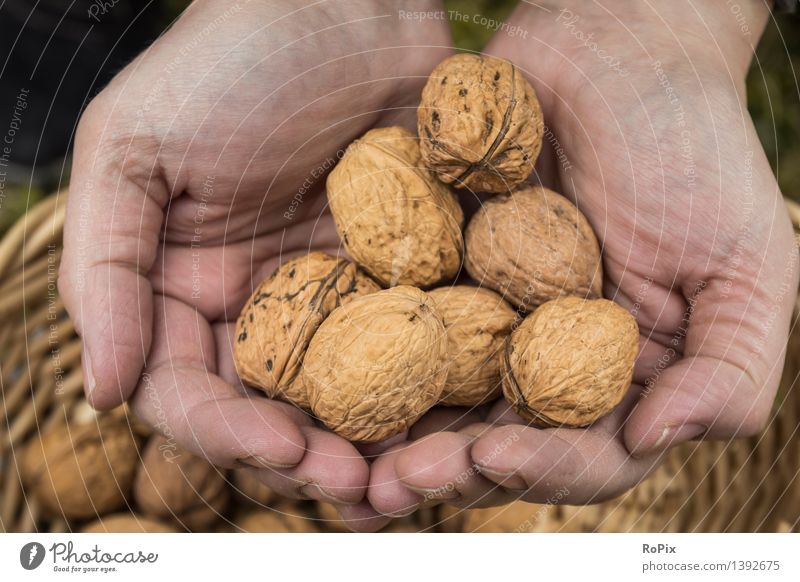nuts Food Fruit Walnut Nutrition Organic produce Vegetarian diet Diet Skin Healthy Healthy Eating Fitness Life Well-being Senses Relaxation Work and employment
