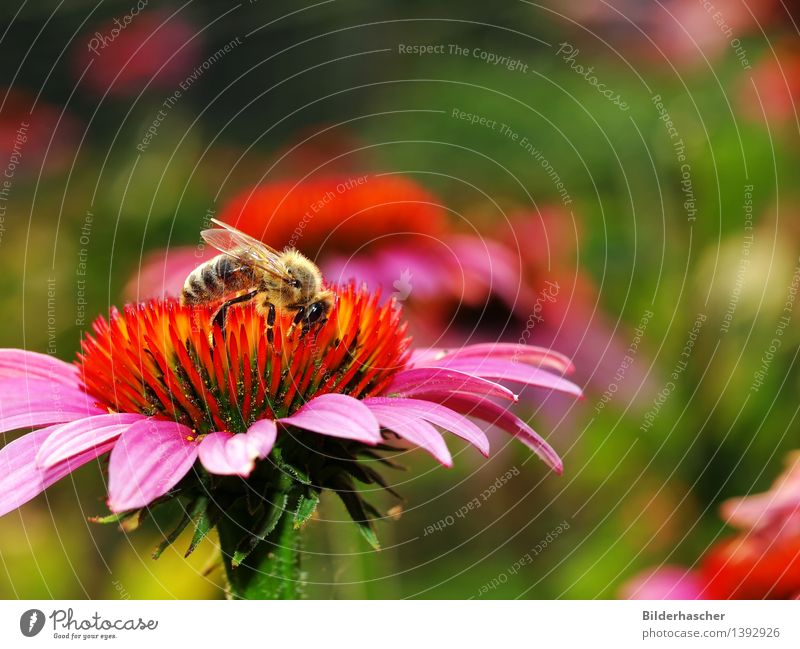collector Bee Flower Blossom Botany Exterior shot Plant Nature Beautiful Summer Wing Compound eye Pink Orange Daisy Family Purple cone flower
