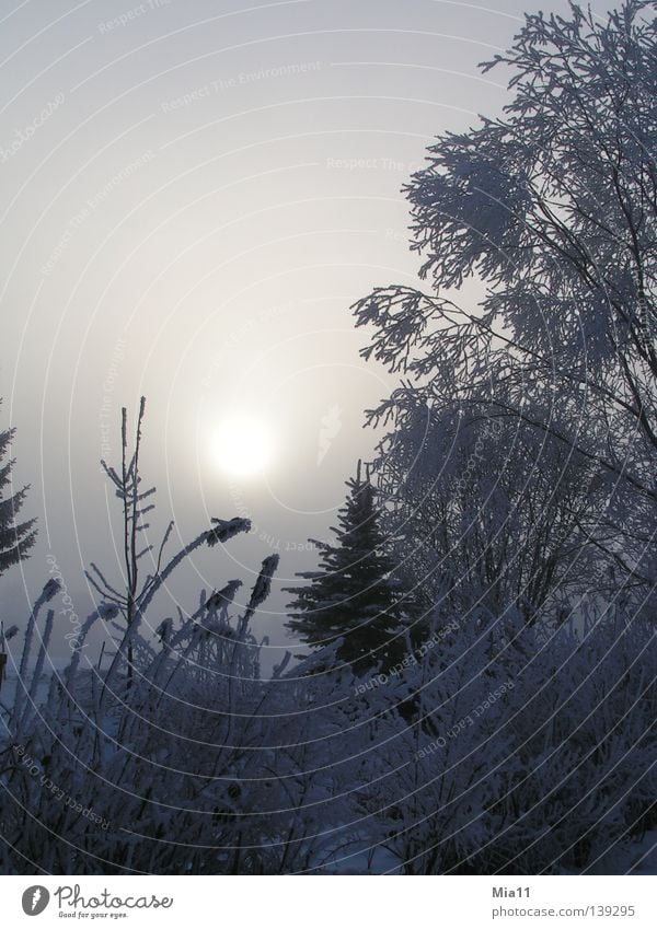 winter morning Winter Sunrise Hoar frost Cold Morning Tree Forest Ice Fog Snow Plant Frost