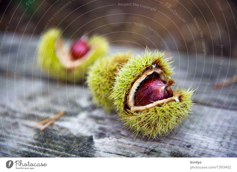 wild fruits Fruit Forest fruit Nutrition Organic produce Nature Autumn Sweet chestnut Seed head Wood Esthetic Healthy Delicious Natural Positive Thorny Brown