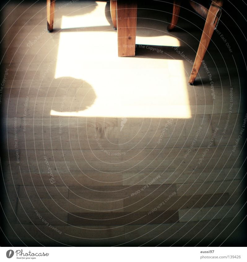 legs Hazy Grid Pattern Analog Viewfinder Depth of field Sleep Drape Bright Sunrise Table Parquet floor Hallway Wooden floor Laminate Gastronomy Kitchen