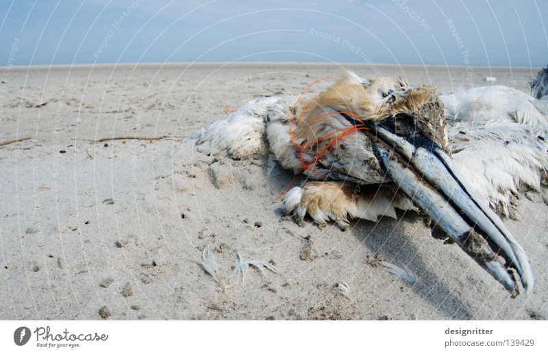 Going online Lake Ocean Spiekeroog Beach Vacation & Travel Summer Northern gannet Bird Animal Death Terminus Captured Distress Environment Dirty Trash