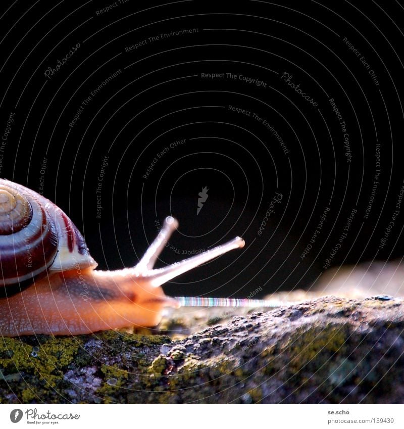 "Open your eyes!" Garden snail Goggle eyed Feeler Crawl Light Orientation Curiosity Animal Snail Vacation & Travel Lanes & trails Stone