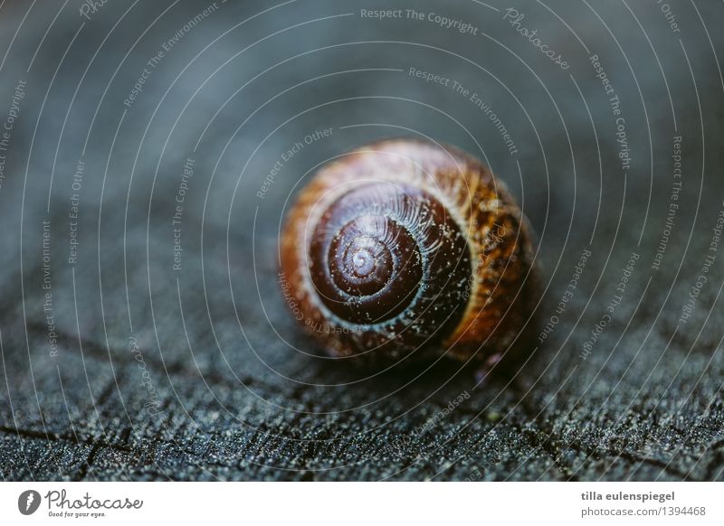 @ Garden Bad weather Tree Animal Snail 1 Dark Round Brown Gray Loneliness Cold Snail shell Domicile Animalistic Reptiles Blur Colour photo Exterior shot