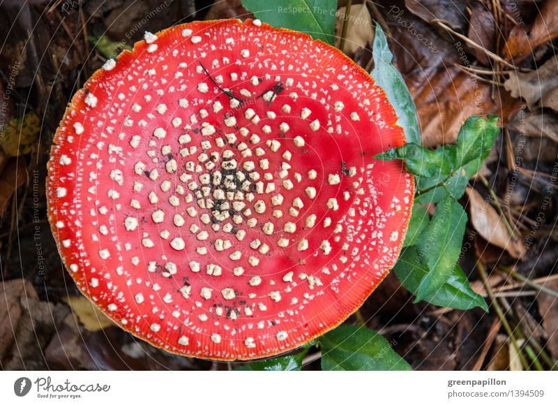 Lucky mushroom - Fly agaric - Autumn magic Leisure and hobbies Environment Nature Forest Sign Mushroom Mushroom cap Poison Amanita mushroom Red White Autumnal