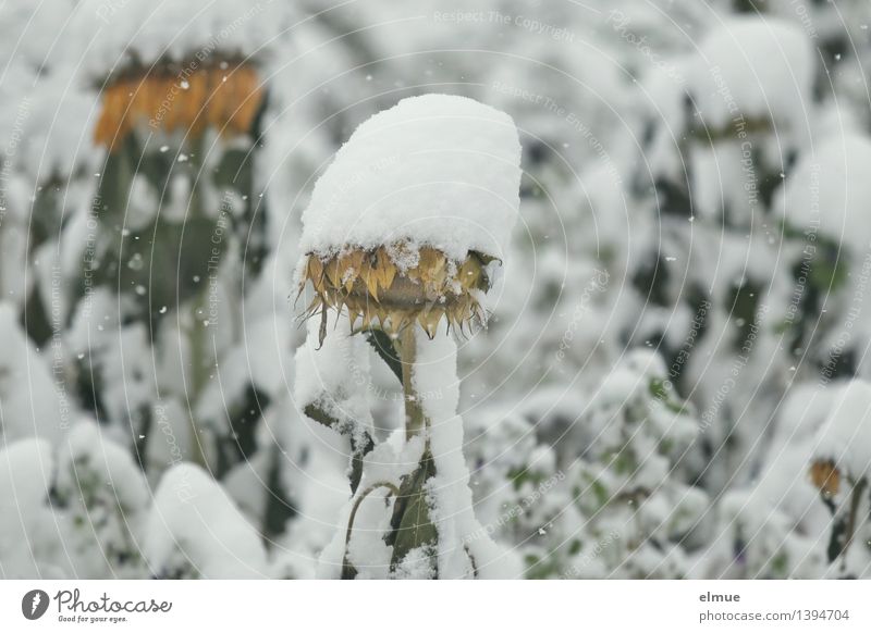 snow cap Nature Plant Snow Snowfall Sunflower Sunflower field Blanket Cap Freeze Sadness Faded Exceptional Blonde Uniqueness Cold Yellow White Serene Surprise
