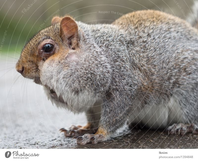 Squirrel with full cheeks Environment Nature Animal Autumn Winter Pelt oak catkin Rodent 1 Brown Green Environmental protection Eating Foraging food search
