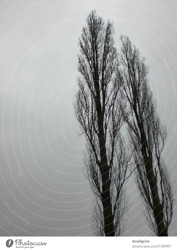 wind misalignment Tree Poplar Winter 2 Dreary Gray Seasons Bad weather Together Side by side Wood Long Large Sky Tree trunk Branch Twig Lean Blue Clouds tall