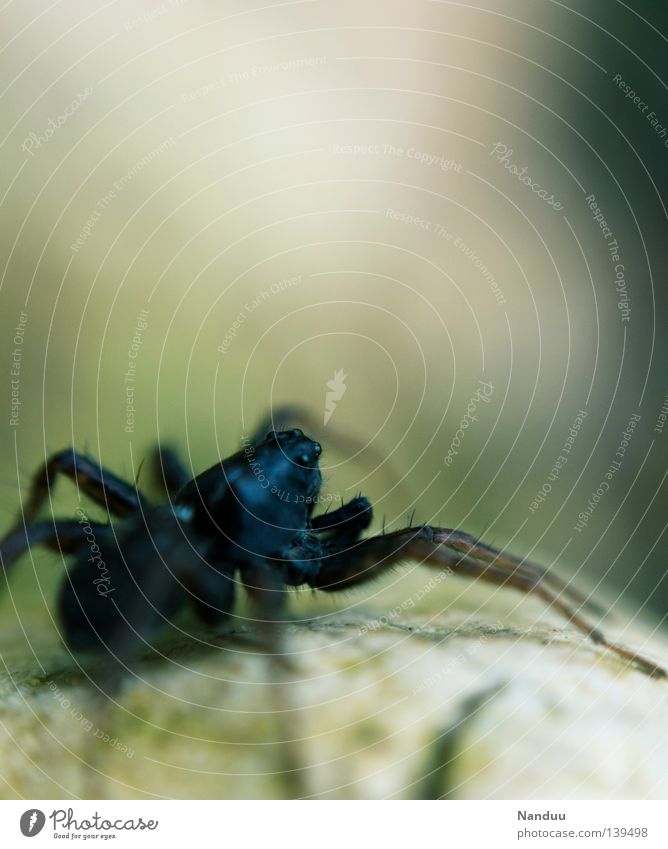 What a view! Spider Animal Crawl Living thing Environmental protection Creepy Insect 8 Macro (Extreme close-up) Close-up water spider Endangered species Threat
