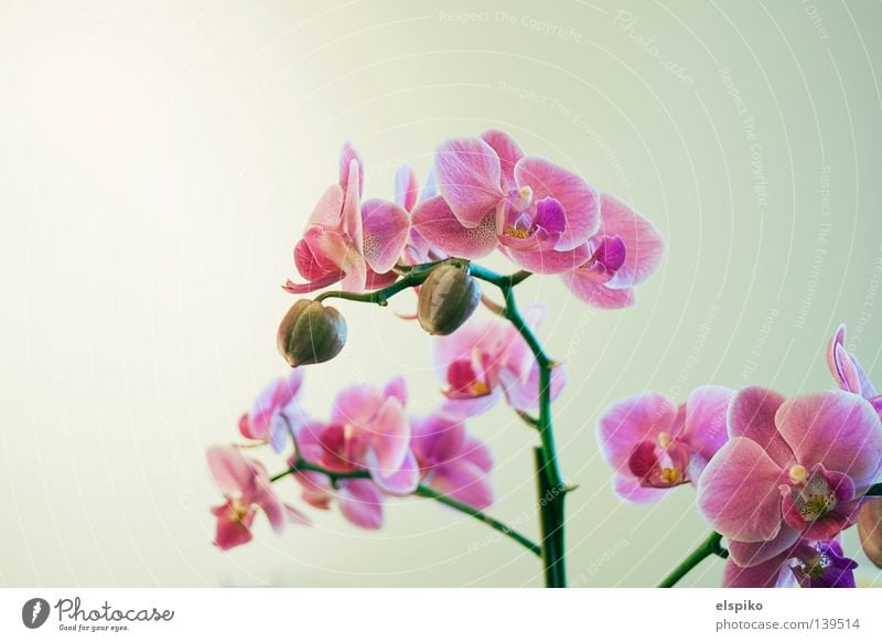 orchid Orchid Pink Flower Plant Blossom Emotions Beautiful Bright