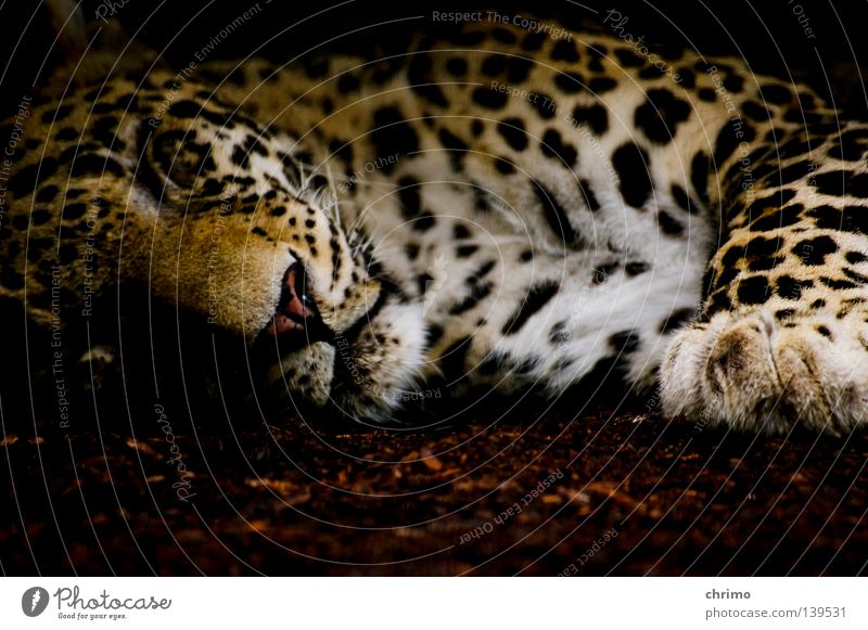OS X Zoo Living thing Land-based carnivore Big cat Cat Panther Carnivore Pattern Camouflage Mammal Sleep Point Lie Animal portrait Animal face Calm Dappled