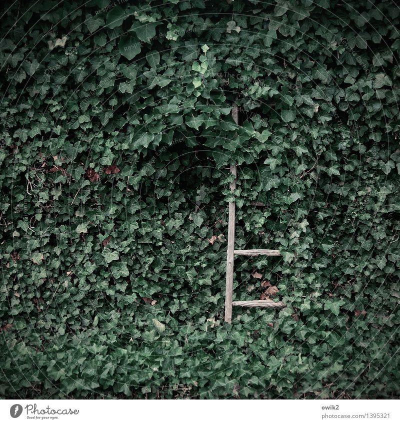 ladder problem Environment Nature Plant Ivy Leaf Tendril Ladder Rung Wood Stand Growth Natural Many Green Patient Claustrophobia Narrow Vanished Hide