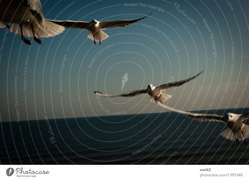 squadron pilot Environment Nature Landscape Water Cloudless sky Horizon Beautiful weather Seagull 4 Animal Flying Threat Dark Elegant Fantastic Together Happy