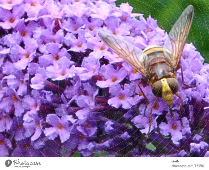 Macroshot flying critters in sleep mode Wasps Hover fly Lilac Zoom effect Animal Insect Blossom macro recording