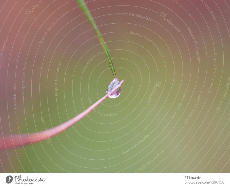 Drops III Environment Nature Plant Elements Drops of water Autumn Grass Garden Meadow Esthetic Fresh Beautiful Positive Green Pink Dew Colour photo