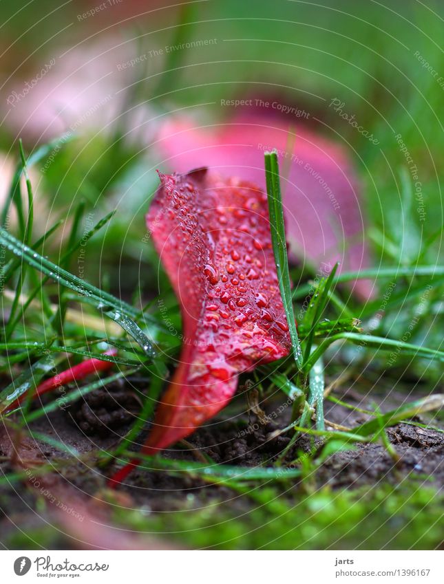 rainy II Plant Autumn Weather Beautiful weather Bad weather Rain Grass Leaf Lie Wet Natural Green Red Colour photo Exterior shot Close-up Detail