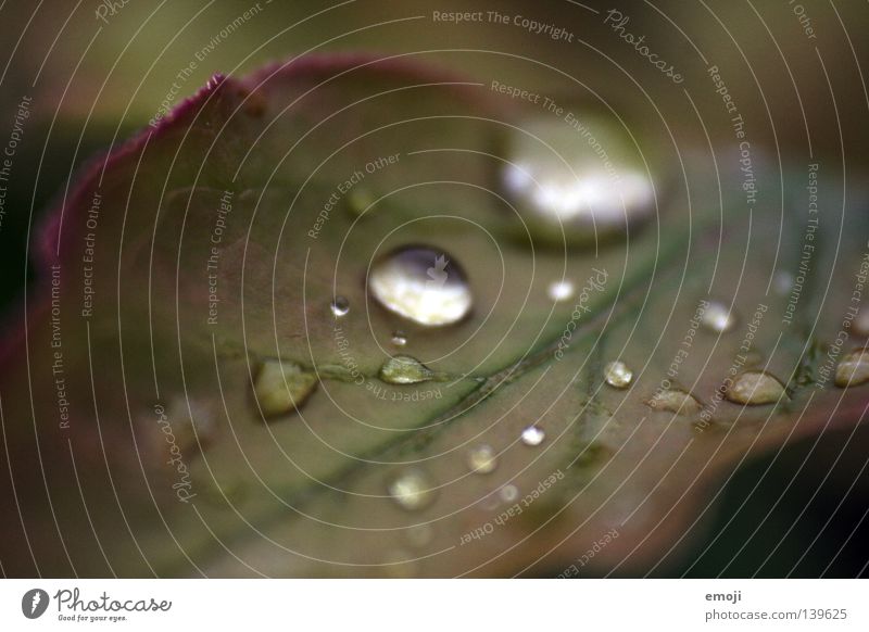 °.Oo Near Macro (Extreme close-up) Wet Damp Drops of water Rain Glittering Blur Round Clarity Dark Reflection Green Nature Water close-up photography sparkling