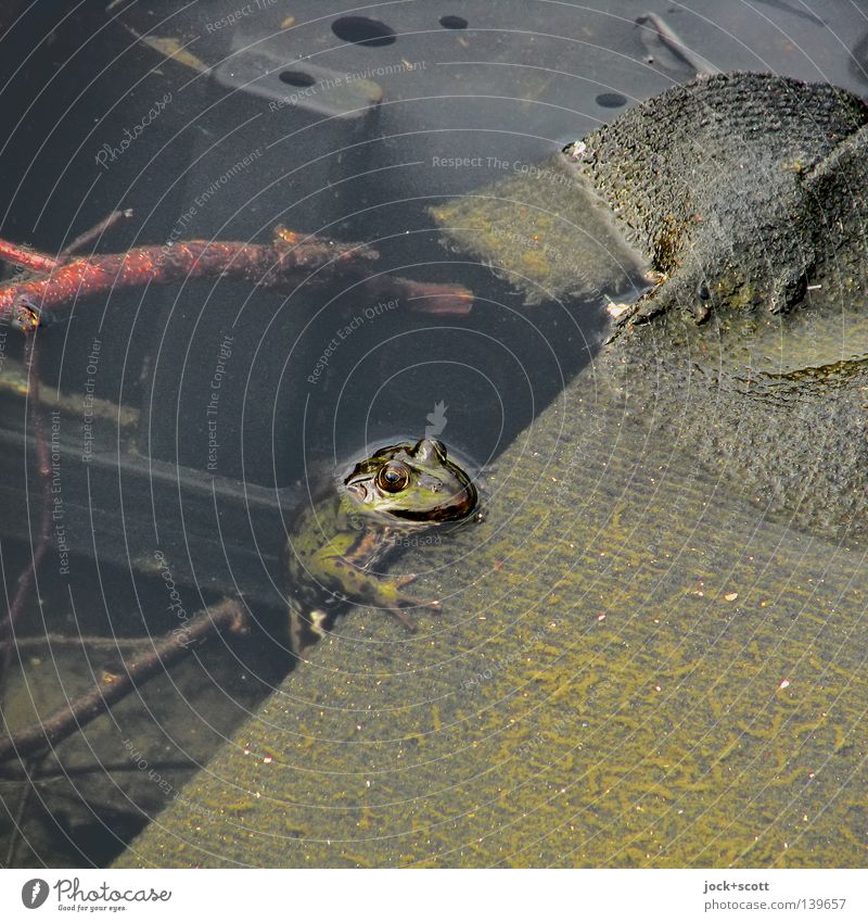 croaking in the trash Environment Water Frog Dirty Green Protection Curiosity Survive Environmental pollution Trash Quack Adjustment Emerge Twigs and branches
