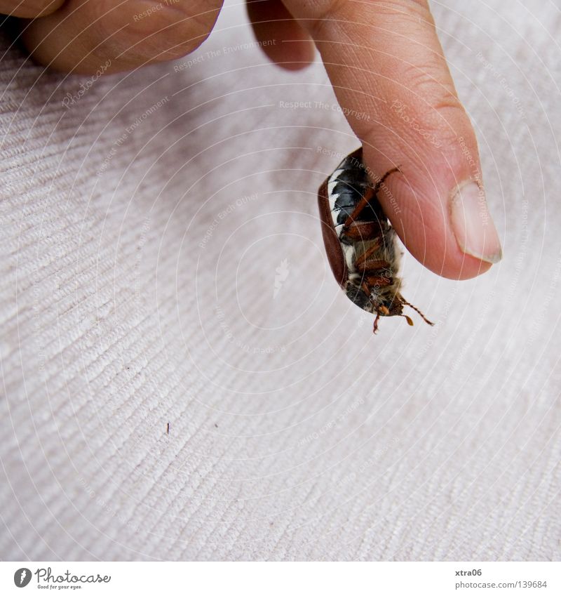 the beetle May bug Fingers Fingernail Insect Hand Hang Beetle June beetle To fall