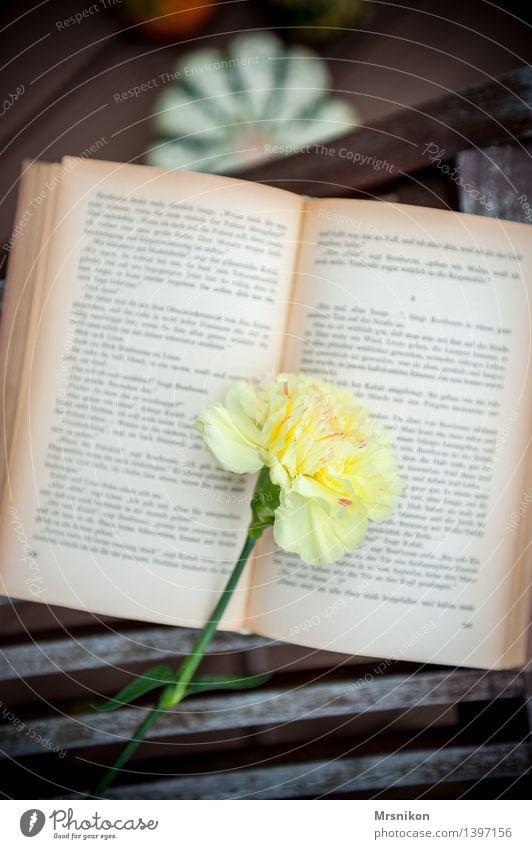 carnation Print media Reading Study Yellow Contentment Calm Know Time Reading matter Book Page Struck Dianthus Leisure and hobbies Relaxation Education Happy