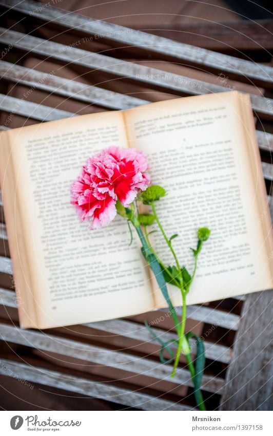 Books Media Print media Reading Study Uniqueness Page Relaxation Leisure and hobbies To enjoy Hit Writer Think Dianthus Flower Autumn Colour photo Exterior shot