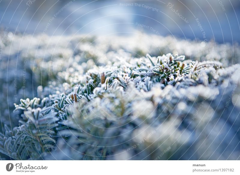 chill Nature Autumn Winter Weather Ice Frost Plant Yew Hedge Cold Colour photo Exterior shot Deserted Morning Day Light Shadow Shallow depth of field