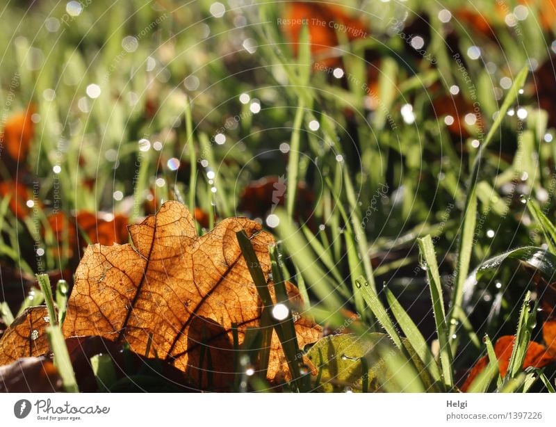 autumnal Environment Nature Plant Drops of water Autumn Grass Leaf Rachis Meadow Glittering Illuminate Lie To dry up Authentic Uniqueness Small Wet Natural