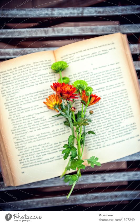love of books Media Print media Book Reading Fantastic Flower Bouquet Aster Page Green Autumnal Relaxation Leisure and hobbies Moody Colour photo Exterior shot