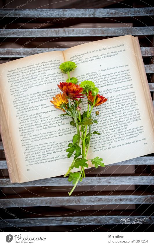 love of books Elegant Relaxation Calm Leisure and hobbies Reading Book Characters Ancient Flower Bouquet Lovely Page Aster Green Colour photo Exterior shot