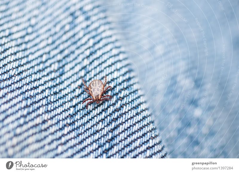 tick on jeans Health care Environment Nature Spring Summer Grass Bushes Garden Park Meadow Field Tick Wood tick Mite Hiking Illness TBE Stab wound Bite Transfer