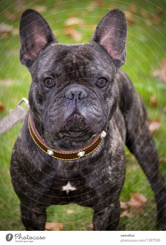 French Bulldog puppy Portrait Dog 1 Animal Baby animal Might Sympathy Watchfulness portrait curious Cute french alone Shot Pet ugly doggy Close-up