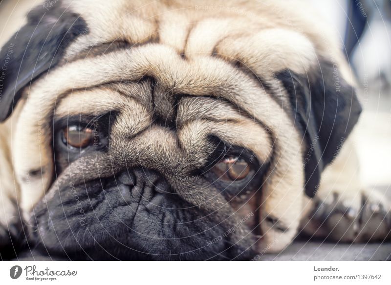 Pug III Animal Pet Dog 1 Lie Sadness Looking Goof off Colour photo Subdued colour Exterior shot Close-up Copy Space left Copy Space right Copy Space top