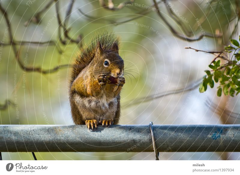 Squirrel Eating on Fence Animal Small Funny Natural Curiosity Cute Wild Brown Appetite Mammal Acorn Delightful blur Bushy claw Living thing Strange fast front