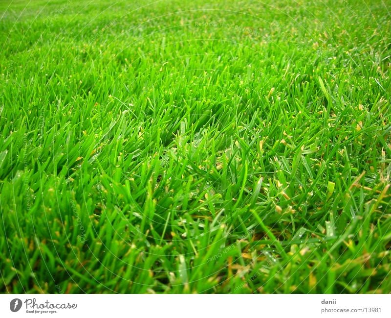 lawn Meadow Green Wet Lawn Detail Exterior shot