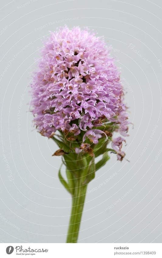 globe-flowered orchid Nature Plant Orchid Wild plant Meadow Free Pink globe-blooded Ophrys globe orchis globosa alpine flower mountain flowers alpine flowers