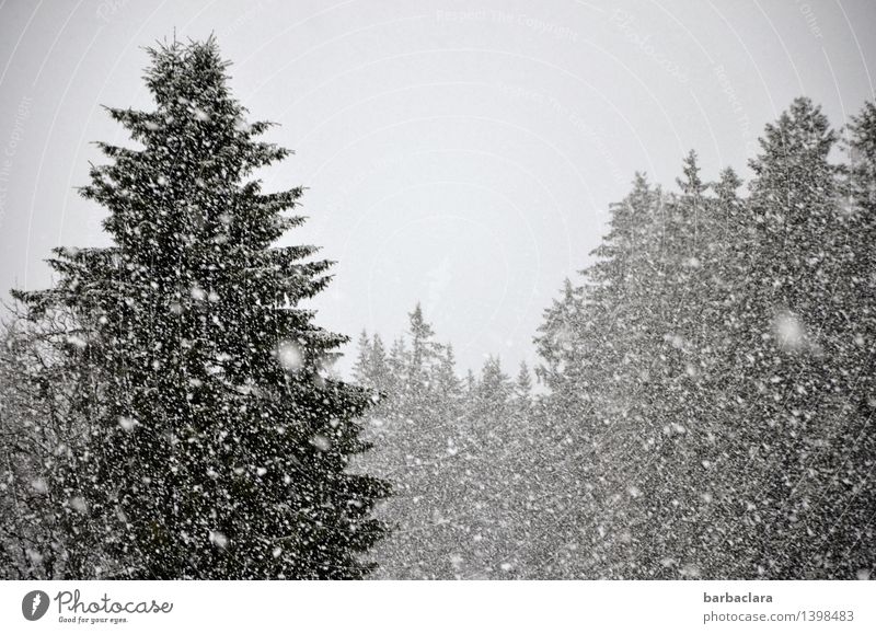 It's snowing - and how! Environment Nature Landscape Winter Snow Snowfall Forest Fir tree Black Forest Many Gray Moody Expectation Joy Climate Change