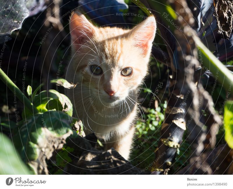 Cat in the undergrowth Nature Summer Bushes Animal Pet kitten 1 Observe Discover Wait Loneliness Lose Exposed Abandon Miss young cat Search leave sb. alone