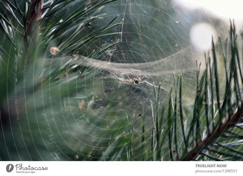 Top secret lethal nets. Nature Plant Beautiful weather Tree Pine Pine needle Forest Animal Wild animal Dead animal Spider Spider's web Build Observe Catch