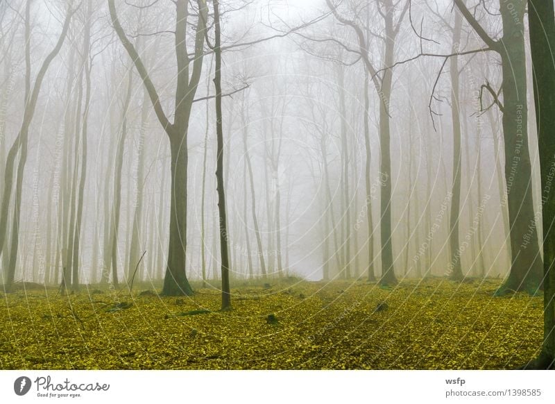 Fantasy forest with fog and yellow foliage Spring Autumn Fog Tree Leaf Forest Dream Yellow Surrealism magic fantasy Enchanted forest Enchanted wood Mystic