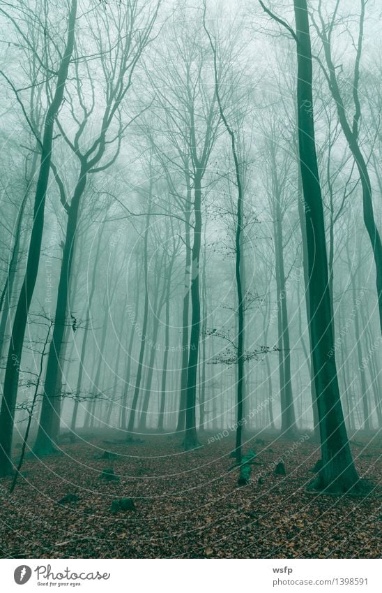 Fantasy forest in fog in green Spring Autumn Fog Tree Leaf Forest Dream Green Surrealism Dark green magic fantasy Enchanted forest Enchanted wood Mystic