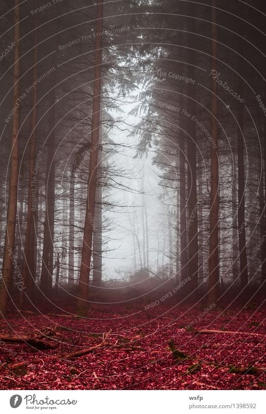 Dark forest in fog with red foliage Spring Autumn Fog Tree Leaf Forest Dream Surrealism magic fantasy Enchanted forest Enchanted wood Mystic discoloured