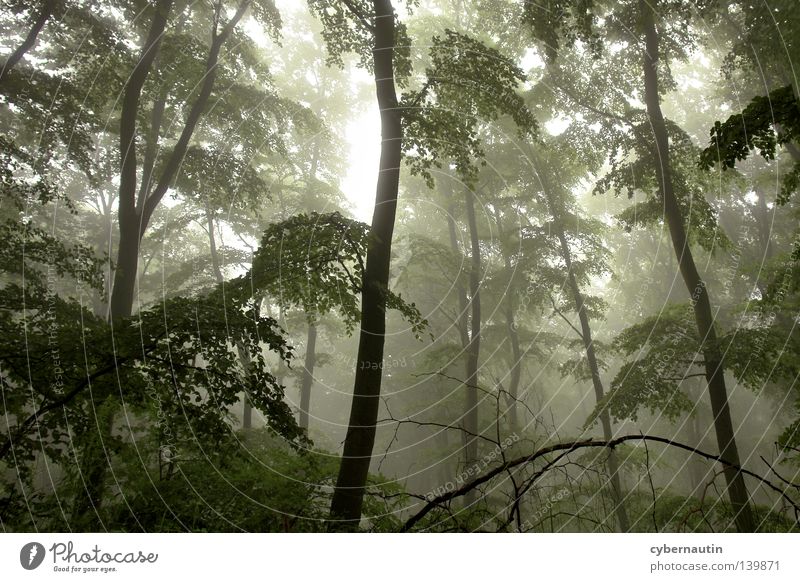 magic forest Forest Tree Undergrowth Fog Drizzle Green Branch Weather Hunting