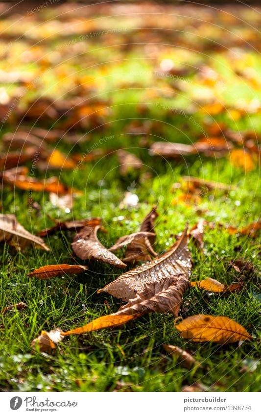 autumn morning Nature Drops of water Sunlight Autumn Beautiful weather Grass Leaf Garden Park Old Glittering Brown Green Orange Transience Autumn leaves