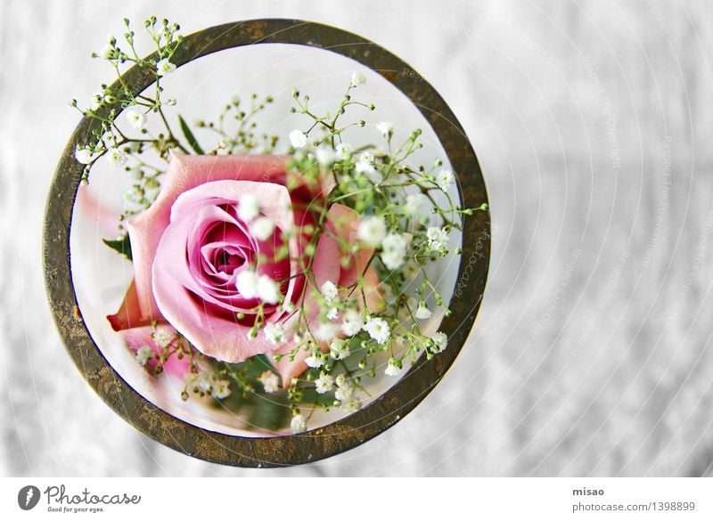 pink flower in glass Nature Plant Rose Blossom Bowl Glass Brown Green Pink White Happy Anticipation Infatuation Romance Curiosity Esthetic Table
